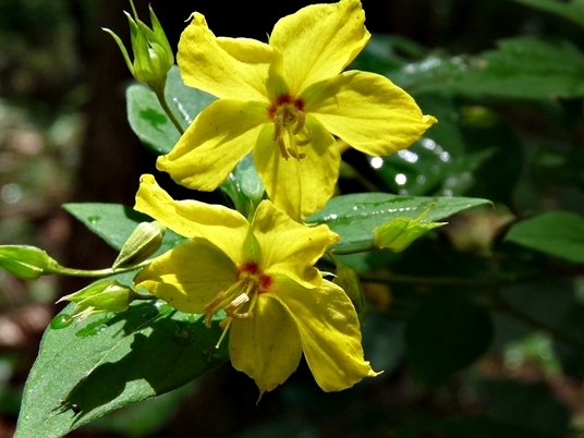 {Lysimachia tonsa}
